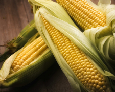 Цукрова кукурудза: коли та як виростити смачні злаки