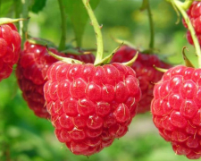 Малина, ілюстративне фото