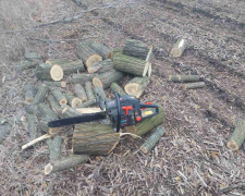 Напиляти дров непомітно не вийшло - у Запорізькому районі екологи натрапили на браконьєра (фото)