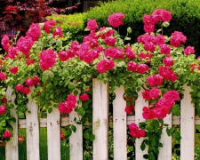 Як доглядати за плетистими трояндами, щоб отримати пишне цвітіння: поради фахівців