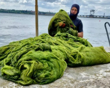 Зелена навала - у Запоріжжі щодня дістають з Дніпра до 800 кг водоростей (фото)