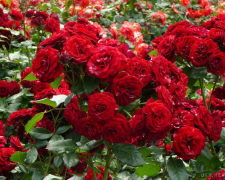 Як позбутися попелиці на трояндах: дієві засоби