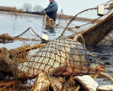 На Дніпровському водосховищі затримали браконьєра з 800 метрами риболовних сіток (фото, відео)