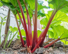 Незаслужено забута рослина: як виростити ревінь