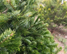 Від маленької сосни до пухнастої піхти - скільки коштують новорічні дерева в Запоріжжі цього року (фото)