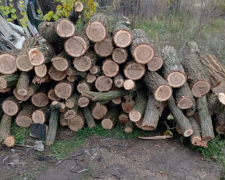 У Запорізькій області чоловік незаконно вирубував дерева в лісосмузі