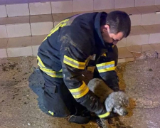 У Запоріжжі співробітники ДСНС врятували пса, який впав у каналізаційний колодязь - відео