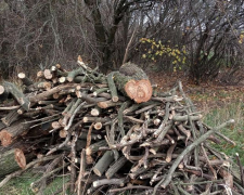 У Запорізькому районі поліція спіймала &quot;чорних&quot; лісорубів, які заготовляли дрова на зиму - фото