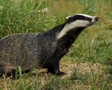 Тварина повернулася на волю - у Запоріжжі рятувальники витягли борсука з каналізаційної шахти (фото)