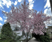 Сакура в ботсаду Запоріжжя. Фото: Ніна Водолазська