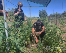 Грядки для душі - у Запорізькій області пенсіонер вирощував мак і коноплі замість помідорів (фото)