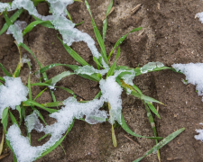 Поля без снігу - як аномальне тепло у Запоріжжі вплинуло на озимі та плодові культури