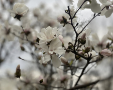 Магнолії у "Дубовому гаю". Фото: Ірина Єгорова