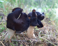 Запорізький біолог знайшов незвичайні гриби на березі Дніпра - фото