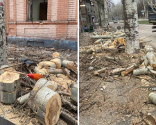 Зрубали під корінь: у Запоріжжі екологи перевірили законність знесення тополь