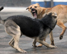 В окупованому Мелітополі зграя собак напала на дитину: "влада" нічого не робить