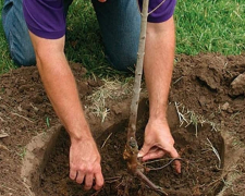 Весняна посадка саджанців плодових дерев - поради, фото: ілюстративне