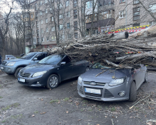 У Запоріжжі через сильний вітер попадали дерева - фото