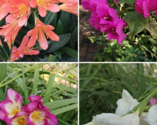 У Запоріжжі ботанічний сад вражає у лютому квітучим різноманіттям - фото