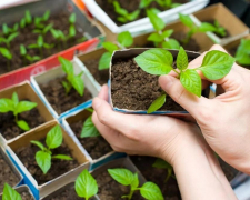 Посівний календар на травень 2026: сприятливі та заборонені дні