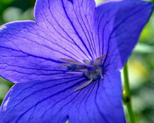У Запоріжжі цвітуть дивовижні сині дзвоники - фото
