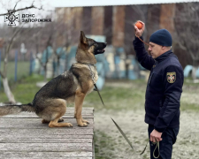 Міла та Нота - У Запоріжжі нові чотирилапі рятувальники шукатимуть людей під завалами  (фото)