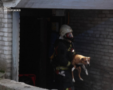 Рятували разом із тваринами: у Запоріжжі надзвичайники ліквідували пожежу в багатоповерхівці (фото)