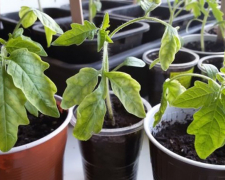 Розсада помідорів. Фото ілюстративне