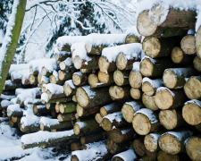 Понад 11 тисяч гривень збитків: у  Вільнянській громаді незаконно зрубали дерева