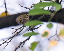 У Запоріжжя прилетіли на зимівлю найменші пташки України - фото