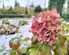 У Запорізькому ботанічному саду показали світлини останніх осінніх днів - фото