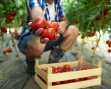 Секрети вирощування великих плодів томату: лайфхаки для успішного врожаю