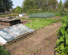 Планування ділянки: що біля чого садити на городі
