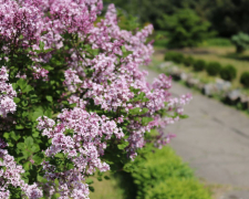 Рожеві каштани, магнолії та незвичайний бузок: що зараз квітне в запорізькому ботанічному саду