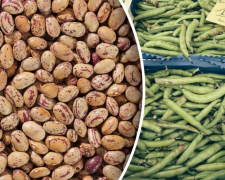 Квасоля, ілюстративне фото
