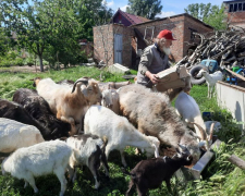 Доглядає за півсотнею кіз, яких віддали люди – в Оріхові пенсіонер опікується тваринами