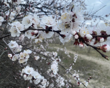 Квітучий абрикос у Запоріжжі. Фото: Ірина Єгорова