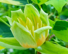 У Запоріжжі розквітло тюльпанове дерево - фото