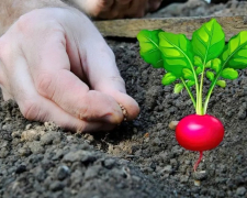 Коли  краще сіяти редиску навесні, фото: ілюстративне 