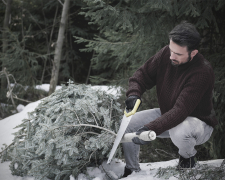 Незаконні новорічні ялинки - запоріжця нагадали чому не можна рубати хвойні дерева і яка відповідальність чекає на порушників