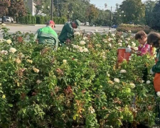 У Запоріжжі комунальники доглядають троянди - фото