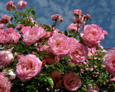 Пишний та ароматний сад: як доглядати за трояндами