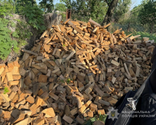У Запорізькій області викрили «чорних» лісорубів, які завдали екології збитків на понад 830 тисяч гривень