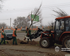 У Запоріжжя висадили нові дерева — у парку та сквері з&#039;являться сакури та сливи Пісарді (фото, відео)