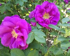 У запорізькому ботанічному саду почався сезон троянд - на яких умовах можна там побувати