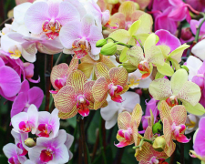 Як доглядати за кімнатними орхідеями, щоб вони цвіли
