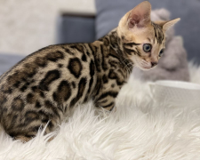 Шахраї зачарували запоріжанку світлинами милого кошеняти та виманили великі гроші