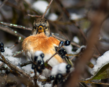 Фазани, в&#039;юрки та золотомушки: у Запоріжжі зимують яскраві птахи - фото