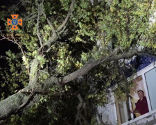 У Запоріжжі дерево впало на багатоповерхівку - фото