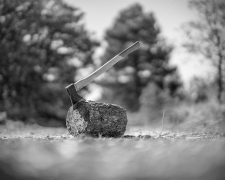 У Запоріжжі зафіксували незаконну вирубку дерев: екоінспекція встановила збитки понад 6 тис. грн